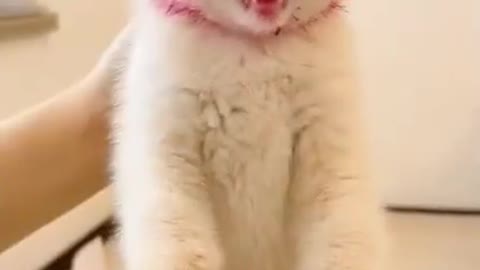 Cute cat