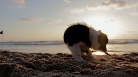 puppy playing in the beach,in the evening,sunset