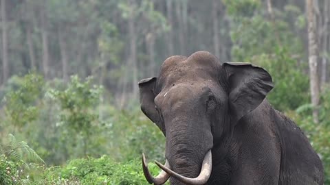 Elephant spot in tea plantation in Kerala