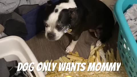 Dog misses Mommy