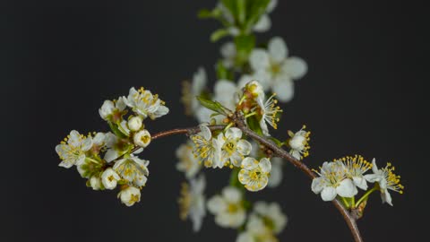 Blackthorn Flowers Time Laps