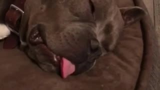 Brown pitbull dog sleeping with tongue out