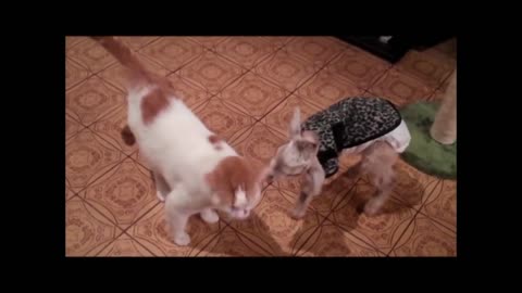 Cat Becomes Father Figure For Baby Goat That Desperately Needed Love