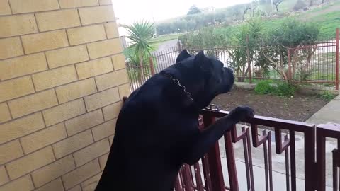 Cane corso guard | dogs barking loudly | funny dog