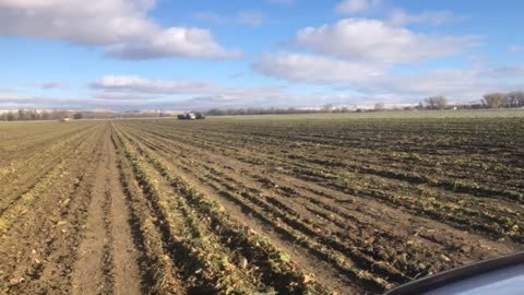 Sugarbeet Harvest 2020