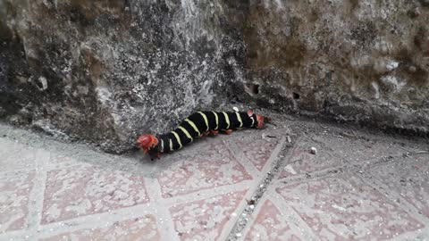 Caterpillar Dark-colored and Yellowish-striped