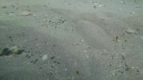 Underwater Fish looks like Sand