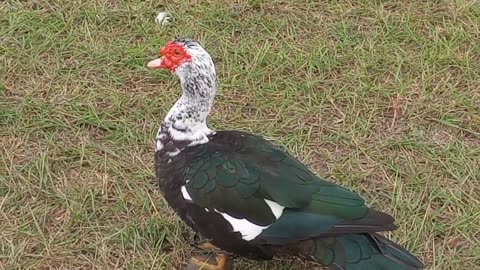 USAలో బాతుల చెరువు_ Nature's Duckspond@USA#Ducks swimmming in a pond,children's park,water fountain