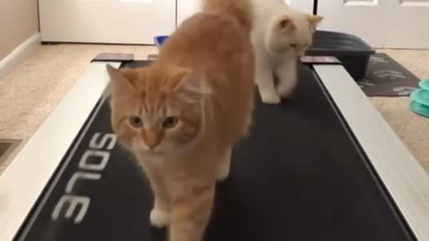 Sports Cats
