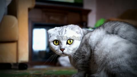 cute cat is dumbfounded!!