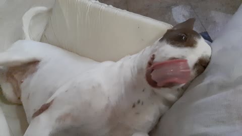 Dog wanting attention from the owner, makes faces and mouths, see the video.