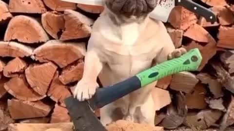 Dog do job woodcutter viral shorts 🐕😁😌