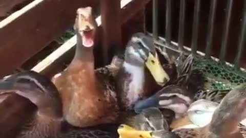 Evil Laughing duck