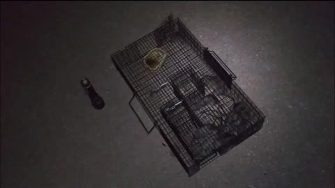 🐀 Review of "Ratinator" Live Rat Trap & Releasing Dozen Rats ❤🐀🐀🐀🐀🐀🐀🐀🐀🐀🐀🐀🐀