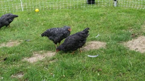 Hanging out with our Teenage (mutant ninja) Chickens