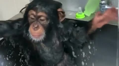 Cute monkey taking a bath