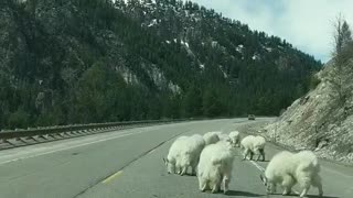 Mountain Goats Block the Road in Jackson Hole Wyoming
