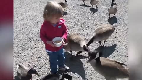 Cute baby playing with ducks|| baby playing ducks|