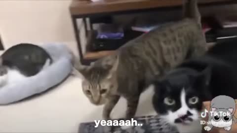 Cats talking !! these cats can speak english better than men