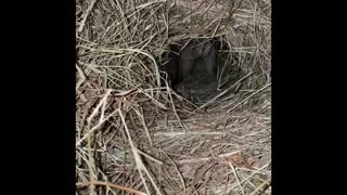 French Lop builds amazing nest