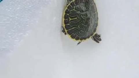 Little Turtles (hatchling) trying to find a way to get out