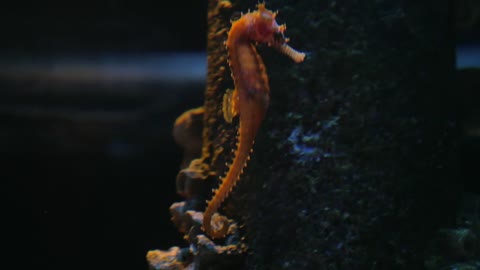 Sea Horse swimming gently