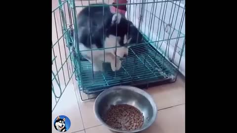 Funny Huskies