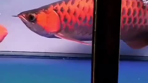 arowana fish 106