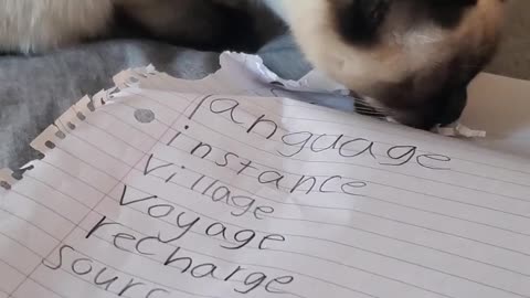 Cat ate my homework