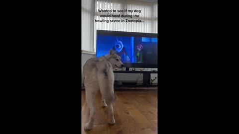 The Siberian husky Boy watching Television And Enjoying with His favorite Show.