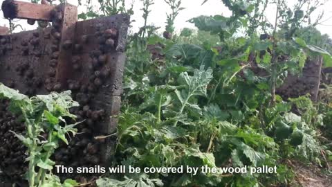 Learn Snail Harvest and Processing, Products of Snail : Snail caviar