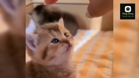Cute Kitter | Cat Lover ❤️