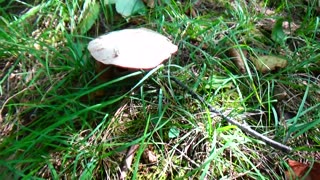 Mushroom