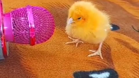 Cute chicken baby trending video