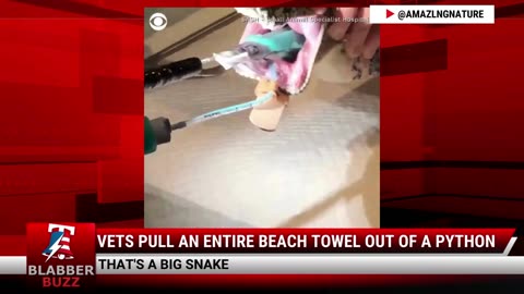 Vets Pull An Entire Beach Towel Out Of A Python