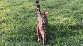 Klavier the cat stalking our Neighborhood Bunny! 😹