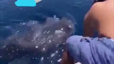 Fearless Man Rides A Whale Shark!