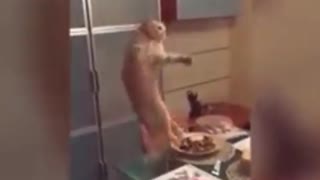 Cat Just Destoryed Her Owner's Dinner