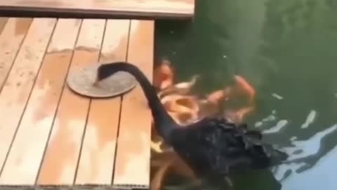 Goose feeding his fish friends