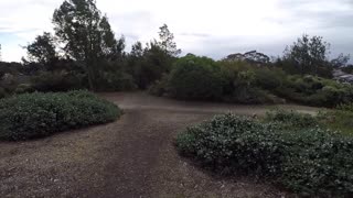 Exploring Northcote dog park