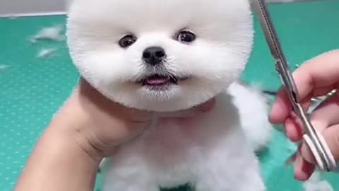 CUTE DOG CUTTING HIS HAIR AND NAILS 😻🐶