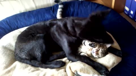 Cat and dog in love- funny, sweet, adorable