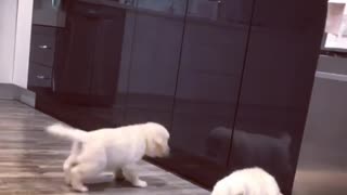 Puppy Hilariously Fights His Reflection In The Cupboard