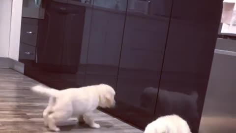 Puppy Hilariously Fights His Reflection In The Cupboard