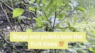 These fruit trees are love for the Gamefowl
