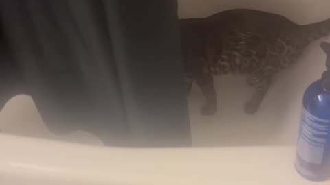Tucker The Cat Insists On Taking Showers