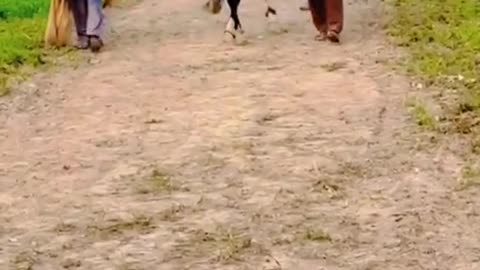 Horse dance in Pakistan