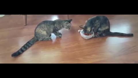 Cats Fight For Food Very Funny