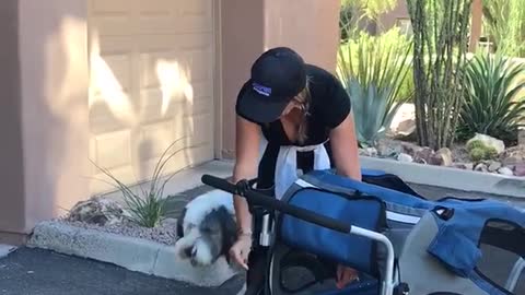 Huge grey and white dog goes in and out of doggy stroller