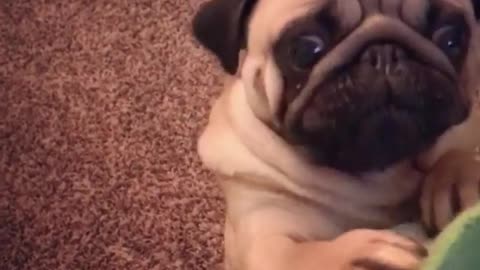 Pug desperate to reach his favorite toy